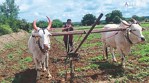 Farmer spreading weeds in Kharif season field.