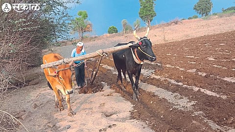 Farmers at Deurchamatha Shiwar clearing the fields for the monsoon maize and cotton crops.