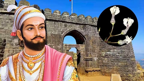 Ceropegia Shivarayina found at Vishalgad Fort