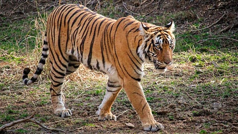 Tiger in Dhajgaon Forest Department 