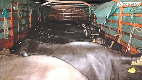 Midnight Crackdown: Udgir Police Intercept Illegal Cattle Transport Near Shivaji Chowk