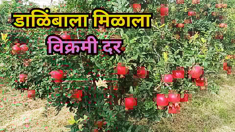 Pomegranate crop in Bodkewadi