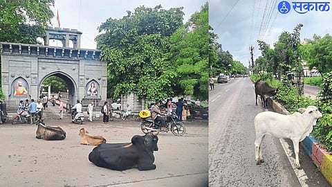 The free animals roaming on the main road outside the Tehsil office and in the second photo, the free animals destroying the trees planted in the bifurcation by the municipality.
