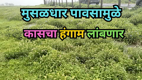 Kaas Plateau Flowering Season