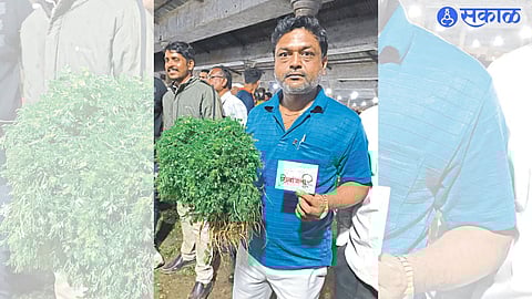 A farmer brought village cilantro for sale in the market committee.