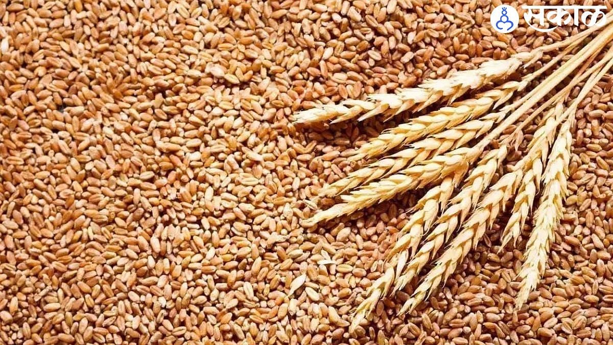 Wheat: सणांच्या काळात महागाई होणार नाही; केंद्राकडून राज्यांना ३५ लाख ...