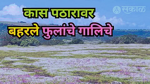 Satara Tourism Kaas Pathar