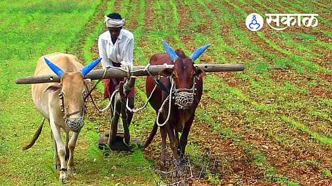 Farmers In Kolhapur