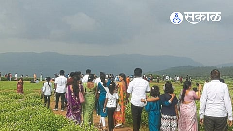 Kaas Plateau Flower Season Mahabaleshwar