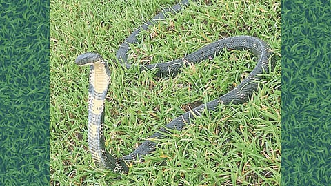 King Cobra Snake in Chandgad