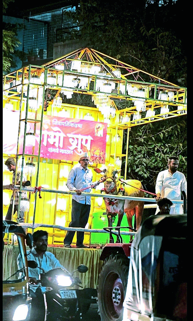 रथातून बैलांची मिरवणूक काढत 
सांगवीत बैलपोळा साजरा