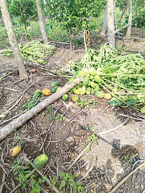 शिरूरमधील शेतकऱ्यांचे
वादळ, पावसाने नुकसान