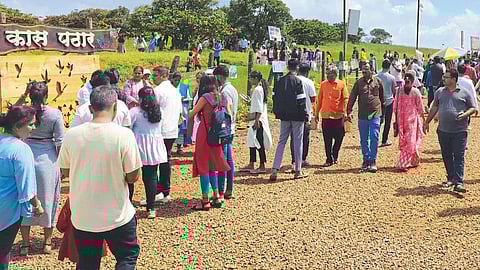 Kaas Plateau Flowering Season
