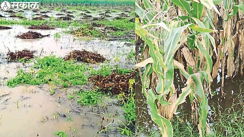 Maize crop damaged by return rains. The second photo shows soaked beans.