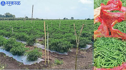 Chili planted in the field here. In the second photo, chillies coming out of the field.