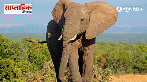 african elephant 