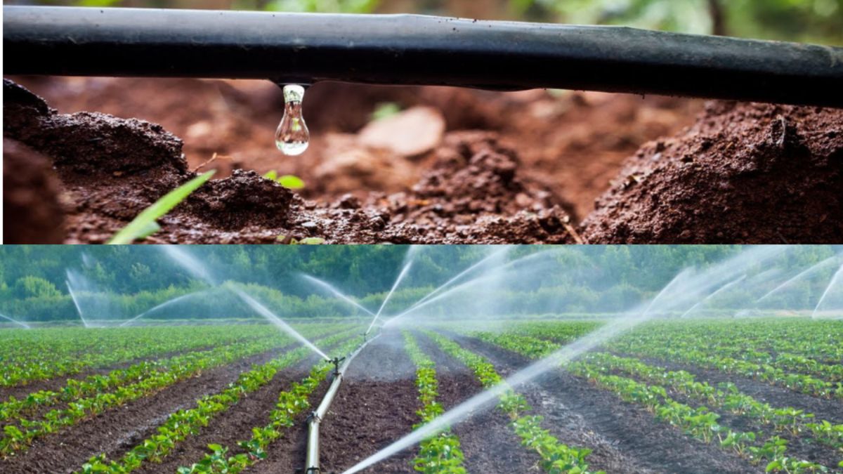 Drip Irrigation Subsidy