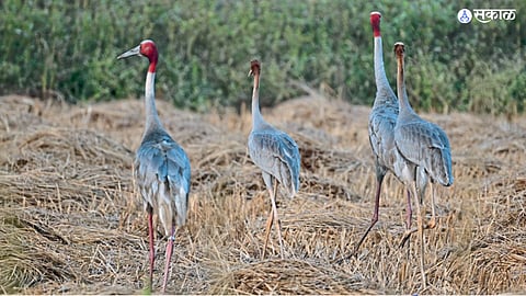 Bombay Natural History Society 