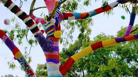 Trending News : इथे थंडीत चक्क झाडांनाच घातला जातो स्वेटर, कारण वाचून तुम्हाला वाटेल आश्चर्य 
