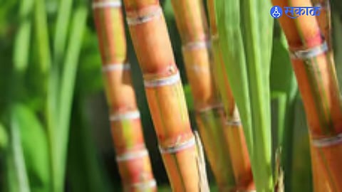 sugar cane