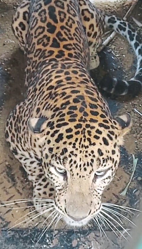 वडगाव रासाई येथे बिबट्या जेरबंद