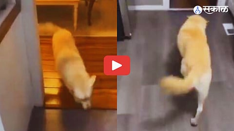 Viral Video of Dog Drinking Alcohol Leaves Viewers Amused