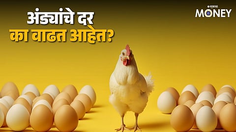 Egg Price Hike