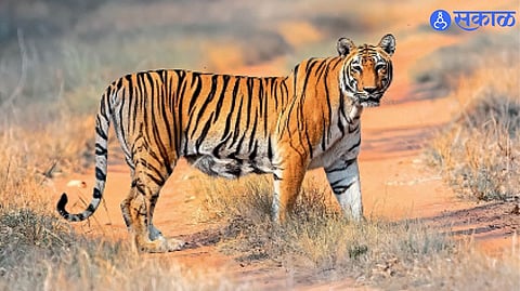  Kaghajanagar  Tiger Corridor 