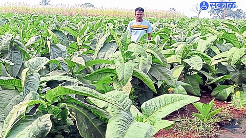 तंबाखू पीक