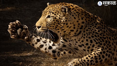 Leopard Attack