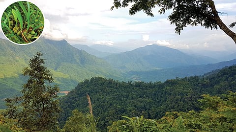 manipur forest