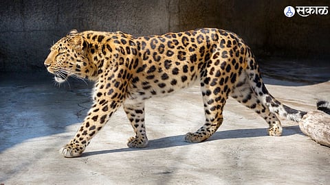 Leopard