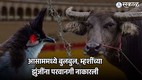 ans bulbul and buffalo fight