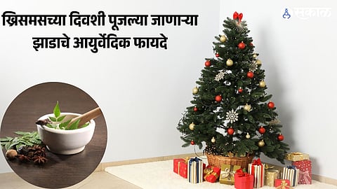 Christmas Tree: ख्रिसमसच्या दिवशी पूजले जाणाऱ्या झाडात लक्ष्मीचे वासस्थान, जाणून घ्या आयुर्वेदिक आरोग्यदायी फायदे