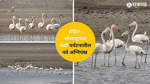 Flamingo Bird in solapur city