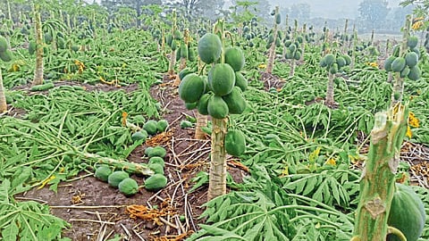 Papaya Garden Collapse by hailstorm