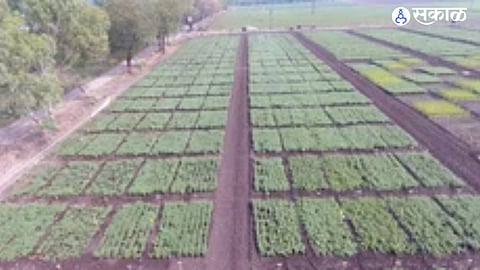 Farmers applying chemical fertilizers to their crops as chemical farming begins in the region.
