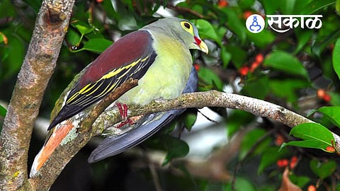 Thick Billed Green Pigeon