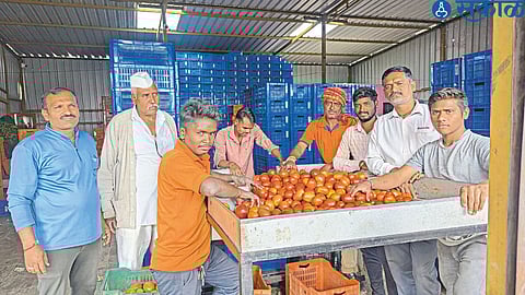 Vegetable collection center of multinational companies