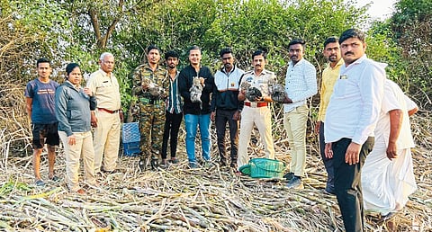 उसाच्या फडात आढळले बिबट्याचे चार बछडे