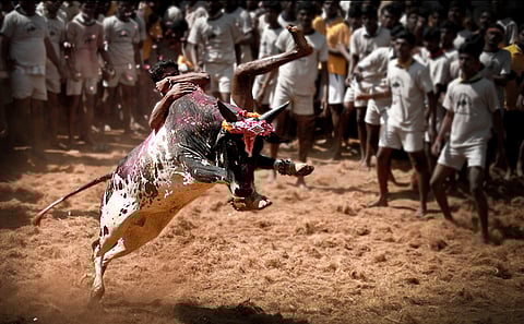Jallikattu 