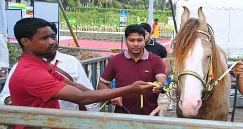 तब्बल अकरा कोटींचा घोडा गाजवतोय मैदान