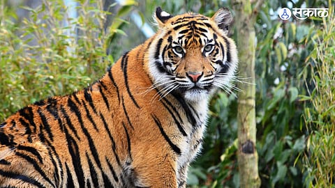 Forest department faces tough challenge in tiger rescue mission