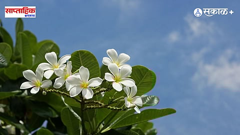 frangipani flowers