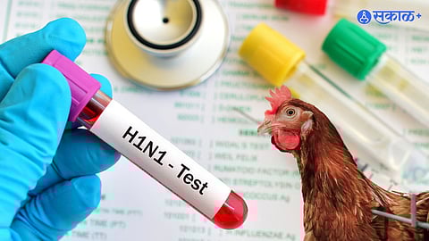 Bird Flu News