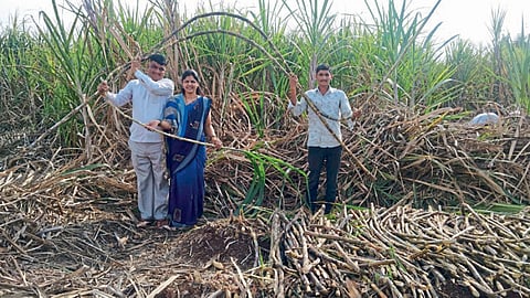 Suresh Kurhade Sugarcane-Production