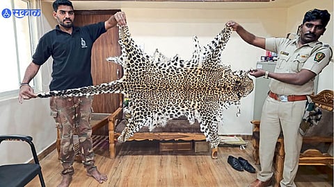 Leopard Skin Smuggling 