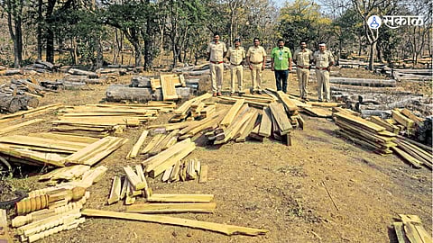 Teakwood Seized 