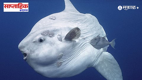 एकटेपणाची जाणीव फक्त माणसांनाच होते का? जपानमधील सनफिशला सहवासाचा अभाव जाणवू लागला, त्याचे डोळे माणसांच्या प्रतीक्षेत राहू लागले... सहवासाचा हा धडा आपल्यालाही काही सांगतोय का? 