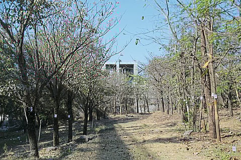 ‘आयटीयन्स’च्या पुढाकाराने झाडांना जीवदान
हिंजवडी - शिवाजीनगर मेट्रो मार्गिकेसाठी काढलेल्या झाडांचे पुनर्रोपण